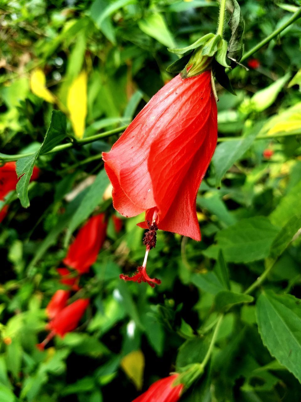 CLOSE-UP OF RED FLOWER ON PLANT