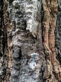 Close-up of tree trunk