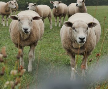 Sheep standing in a field