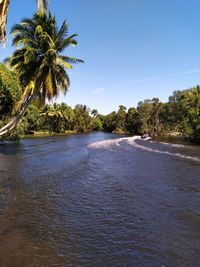 Scenic view of palm trees on beach against sky