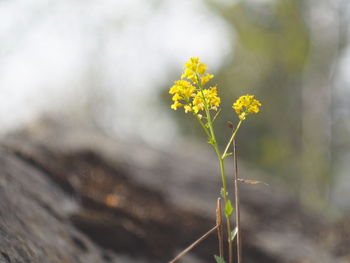 Close-up of yellow flower against blurred background