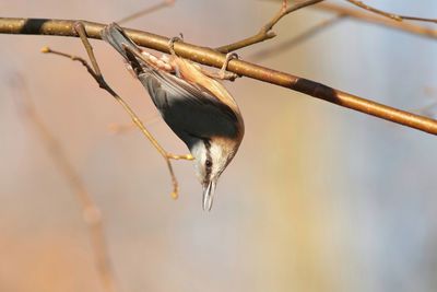 Close-up of bird perching on branch