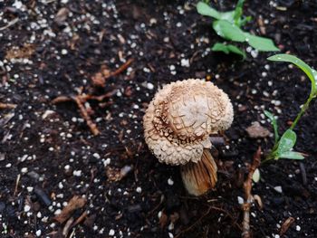 High angle view of mushrooms growing on field