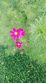 Close-up of pink flowers blooming in park