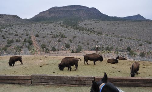 Horses grazing in a field