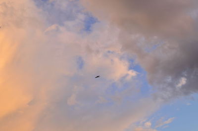 Low angle view of birds flying in sky