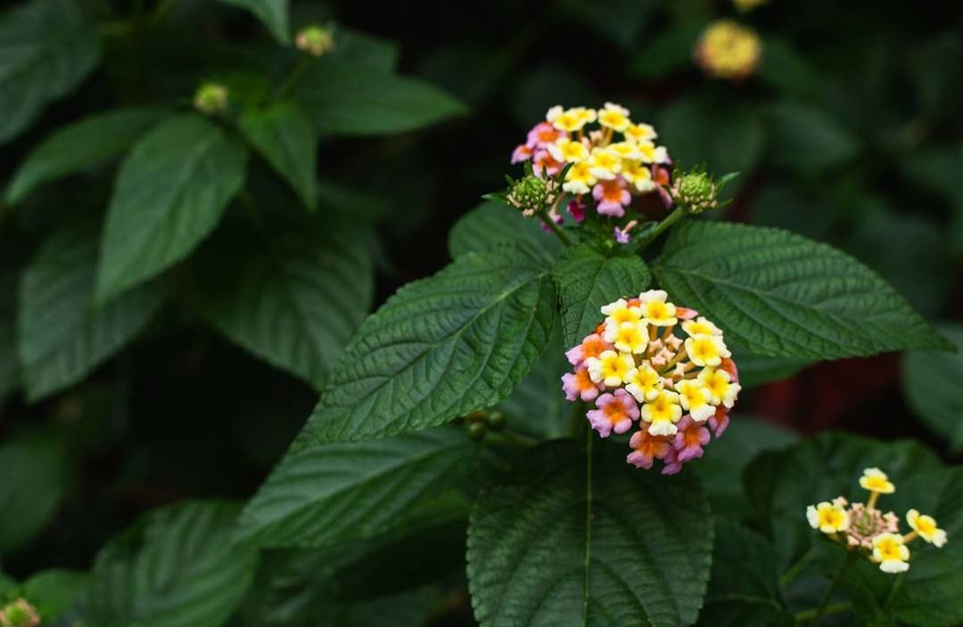 CLOSE-UP OF MULTI COLORED FLOWER