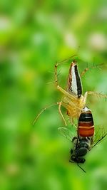 Close-up of butterfly on plant