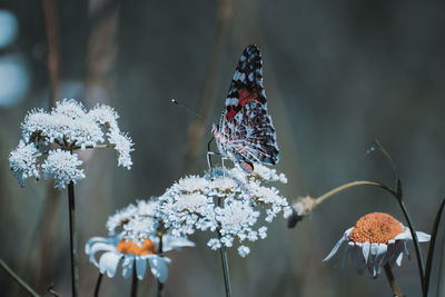 Close-up of butterfly pollinating on flower