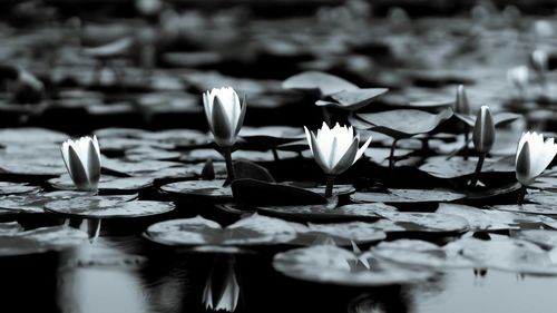 Close-up of lotus water lily in pond