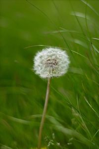 Close-up of dandelion