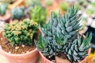 High angle view of succulent plants at market