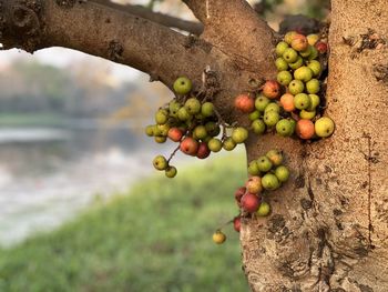 fruit