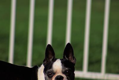 Close-up portrait of dog