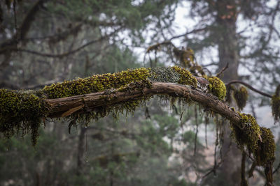 Low angle view of lichen growing on tree