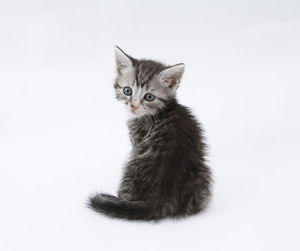 Portrait of cat sitting against white background