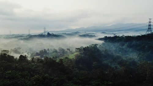 Trees and buildings against sky