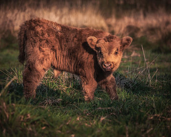 Lion in a field