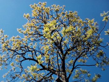 Low angle view of tree blossoms against blue sky