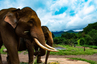 Trees on landscape against cloudy sky