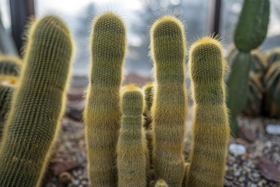 Close-up of succulent plant