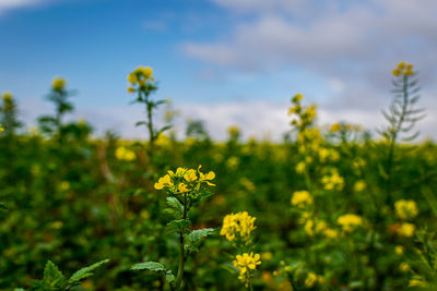 Close-up of fresh yellow flowers in field against sky