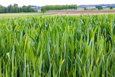 Crops growing on field