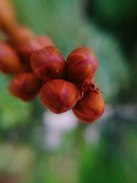 Close-up of cherries on tree