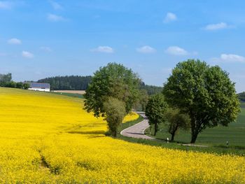 Scenic view of oilseed rape field against sky