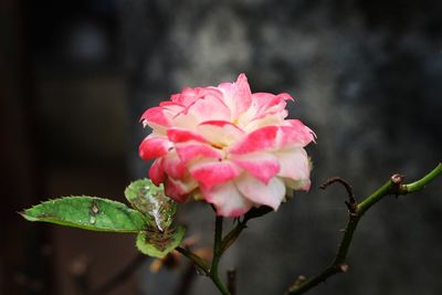 Close-up of pink flowers blooming outdoors