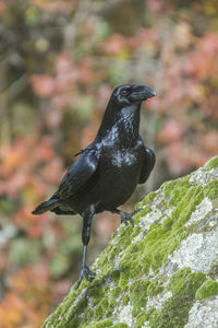 Close-up of bird perching on rock