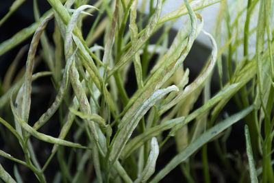 Close-up of fresh green plant