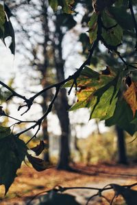 Close-up of leaves on tree during autumn