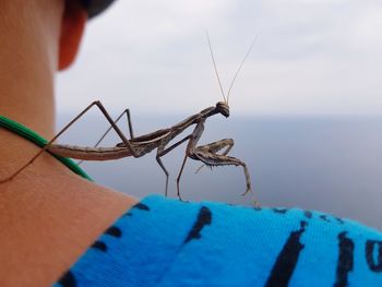 Close-up of insect on hand