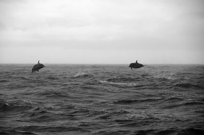 A black and white photo of two striped dolphins jumping out of water in azores, portugal