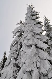 Low angle view of tree against sky during winter