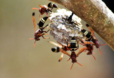 The reddish brown wasp is nesting in a branch.