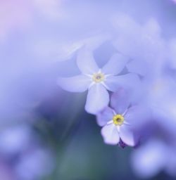 Close-up of white flower