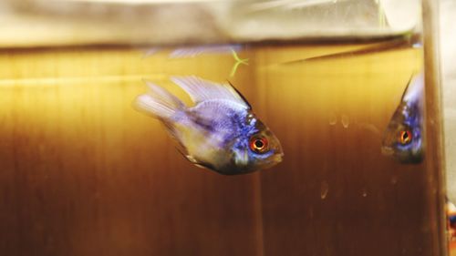 Close-up of fish swimming in sea