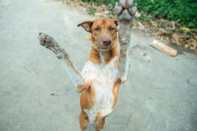 High angle view of dog running on street