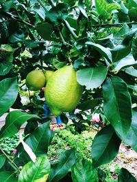 Close-up of fruits growing on tree