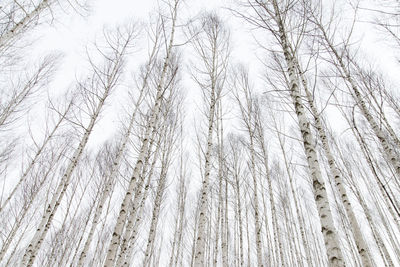 Full frame shot of trees during winter