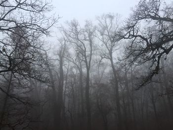 Low angle view of bare trees in forest