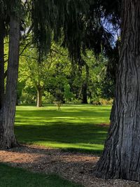 Trees in park