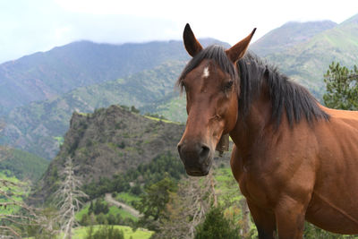 Horse standing in a valley