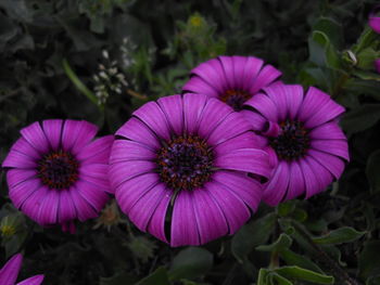 High angle view of pink flowers