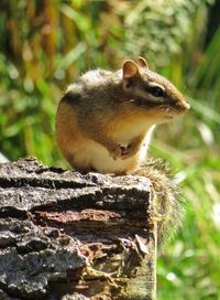 Squirrel on a tree