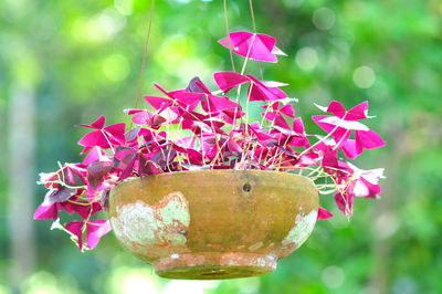 Close-up of pink plant