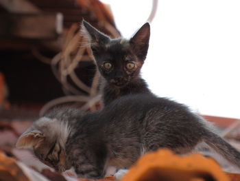 Close-up portrait of cat