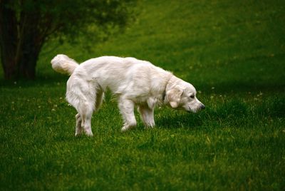 Side view of a dog on field